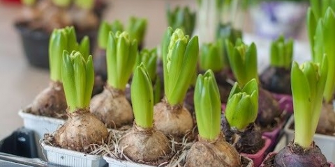 Kako razmnožavati zumbule kod kuće: od lukovica, lista